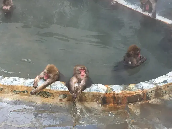 Monkeys bathing in an Onsen in Hakodate, Japan